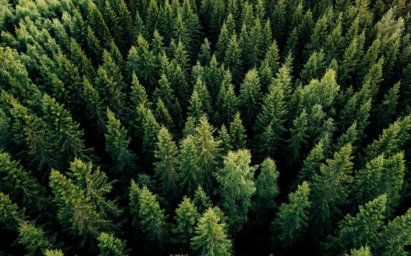 Ariel view of trees in forest